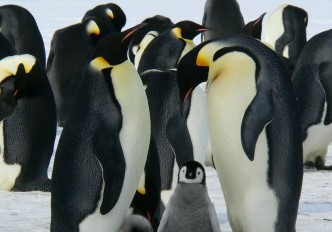 fotografia de um grupo de pinguins com duas crias